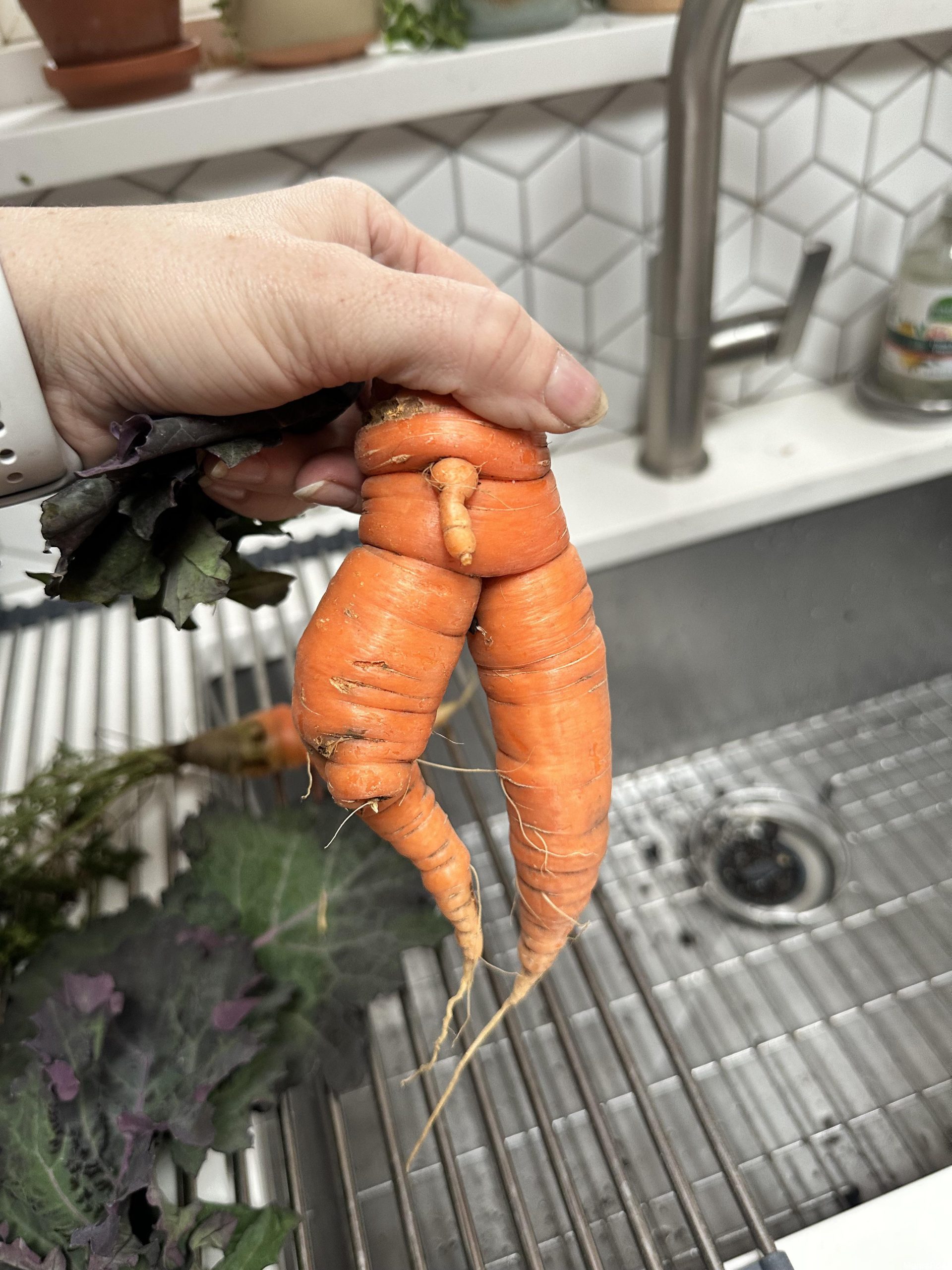 Pulled This Little Guy from the Garden Today: Surprise Discoveries in Home Gardening Adventures!