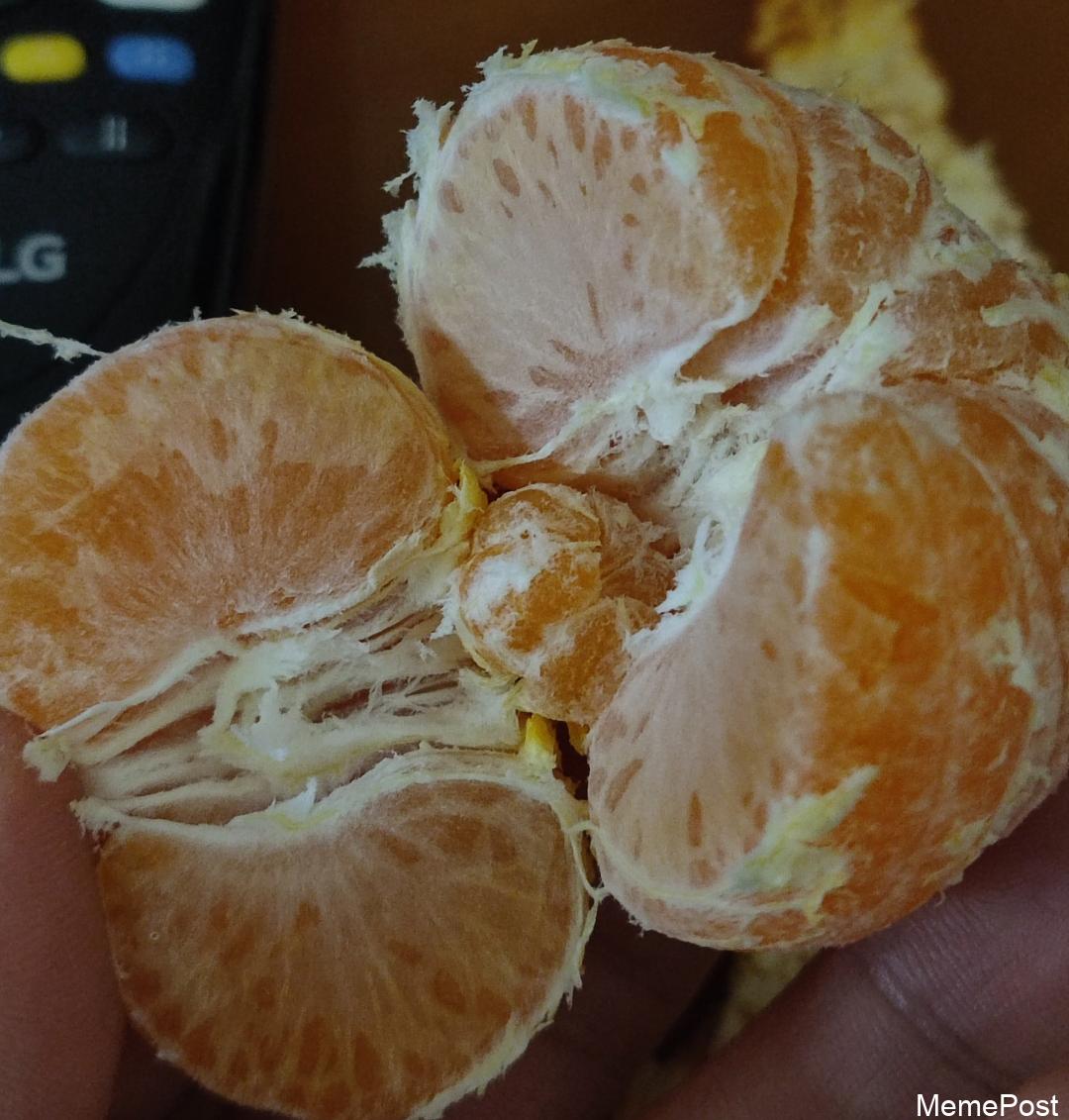 That's How Tangerines Are Born: A Fun Look at Citrus Fruit Origins and Growing Process
